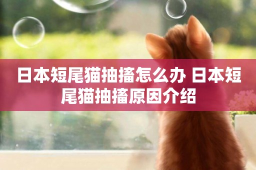 日本短尾貓抽搐怎么辦 日本短尾貓抽搐原因介紹
