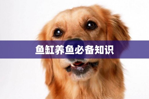 魚缸養魚必備知識
