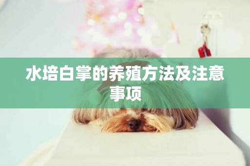 水培白掌的養殖方法及注意事項