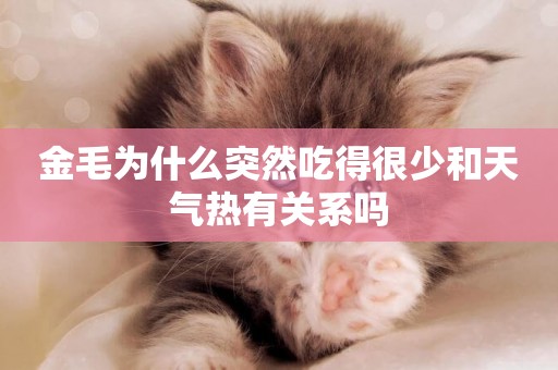 金毛為什么突然吃得很少和天氣熱有關系嗎