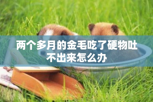 兩個多月的金毛吃了硬物吐不出來怎么辦