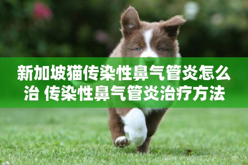 新加坡貓傳染性鼻氣管炎怎么治 傳染性鼻氣管炎治療方法