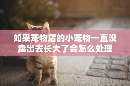 如果寵物店的小寵物一直沒賣出去長大了會怎么處理