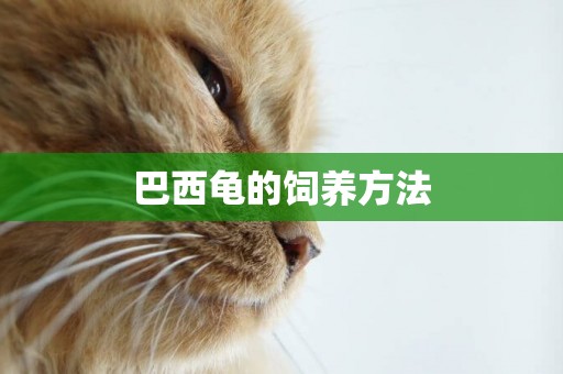 巴西龜的飼養方法