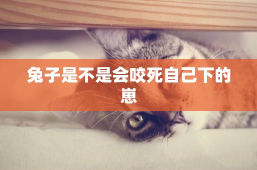 兔子是不是會咬死自己下的崽