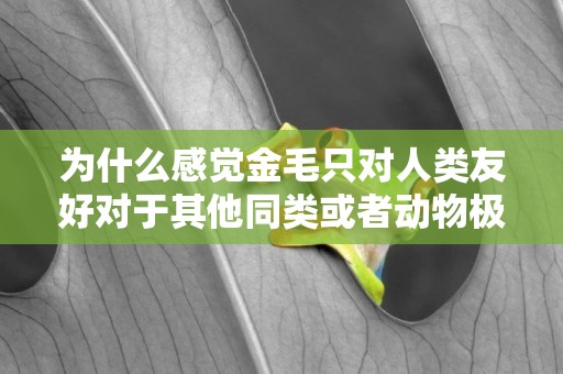 為什么感覺金毛只對人類友好對于其他同類或者動物極具攻擊性