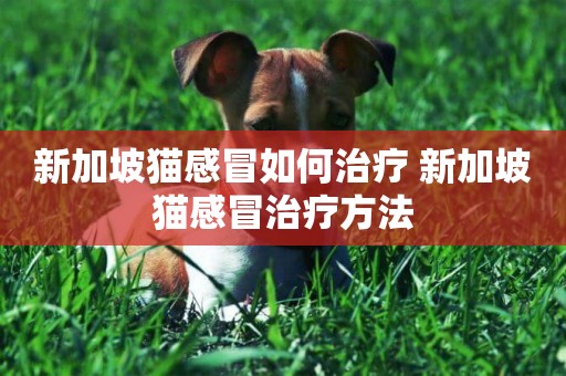 新加坡貓感冒如何治療 新加坡貓感冒治療方法