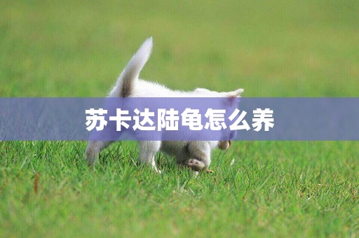 蘇卡達陸龜怎么養