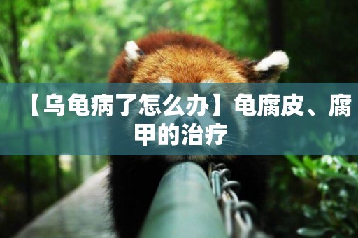 【烏龜病了怎么辦】龜腐皮、腐甲的治療