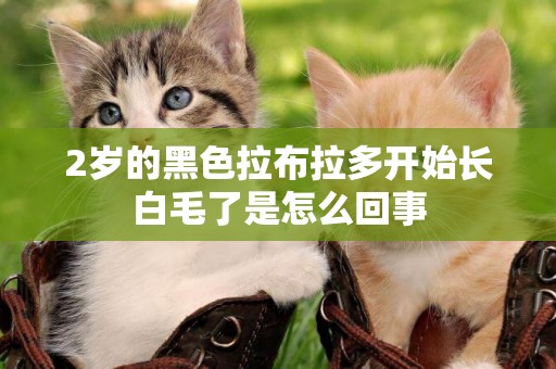 2歲的黑色拉布拉多開始長白毛了是怎么回事