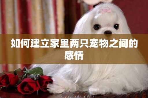 如何建立家里兩只寵物之間的感情