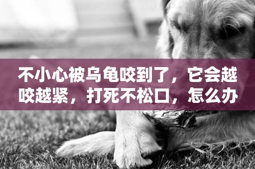 不小心被烏龜咬到了，它會越咬越緊，打死不松口，怎么辦