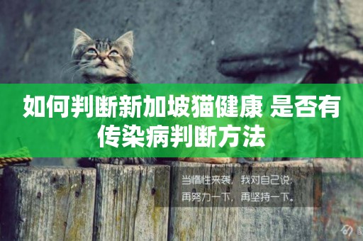 如何判斷新加坡貓健康 是否有傳染病判斷方法
