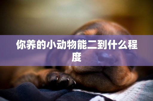 你養的小動物能二到什么程度