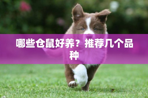 哪些倉鼠好養？推薦幾個品種