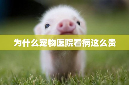 為什么寵物醫院看病這么貴