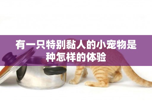 有一只特別黏人的小寵物是種怎樣的體驗
