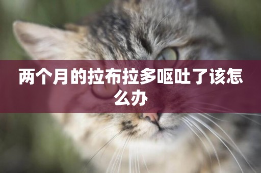 兩個月的拉布拉多嘔吐了該怎么辦