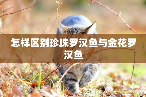 怎樣區別珍珠羅漢魚與金花羅漢魚