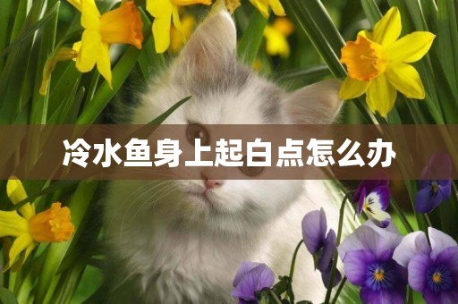 冷水魚身上起白點怎么辦