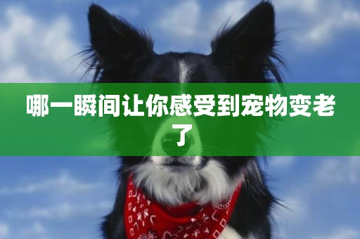 哪一瞬間讓你感受到寵物變老了