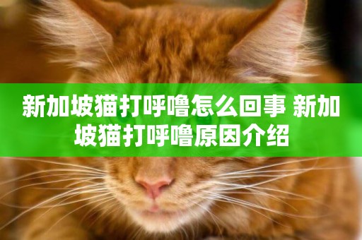 新加坡貓打呼嚕怎么回事 新加坡貓打呼嚕原因介紹