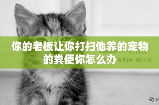 你的老板讓你打掃他養的寵物的糞便你怎么辦
