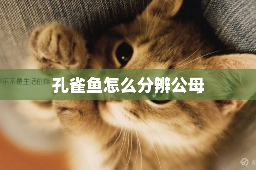 孔雀魚怎么分辨公母