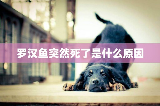 羅漢魚突然死了是什么原因