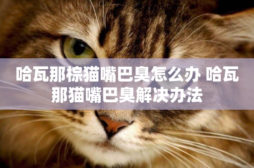 哈瓦那棕貓嘴巴臭怎么辦 哈瓦那貓嘴巴臭解決辦法