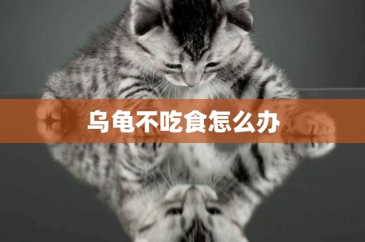 烏龜不吃食怎么辦