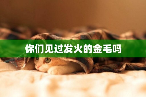 你們見過發火的金毛嗎