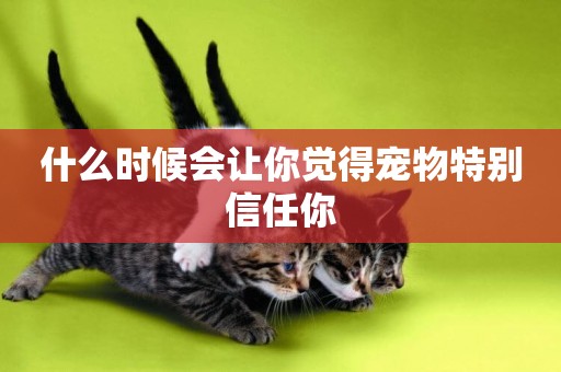 什么時候會讓你覺得寵物特別信任你