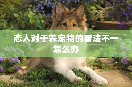 戀人對于養寵物的看法不一怎么辦