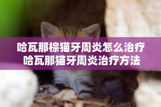 哈瓦那棕貓牙周炎怎么治療 哈瓦那貓牙周炎治療方法