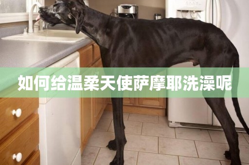 如何給溫柔天使薩摩耶洗澡呢