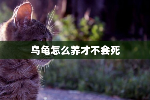 烏龜怎么養才不會死