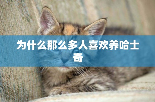 為什么那么多人喜歡養哈士奇