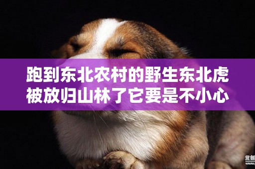 跑到東北農村的野生東北虎被放歸山林了它要是不小心傷人了怎么辦