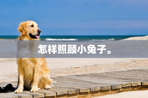 怎樣照顧小兔子。