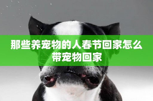那些養寵物的人春節回家怎么帶寵物回家