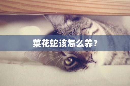菜花蛇該怎么養？