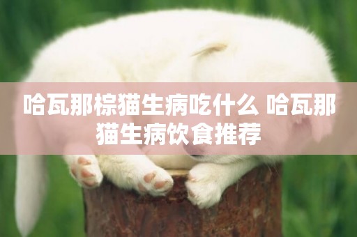 哈瓦那棕貓生病吃什么 哈瓦那貓生病飲食推薦
