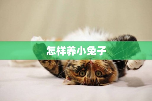 怎樣養小兔子