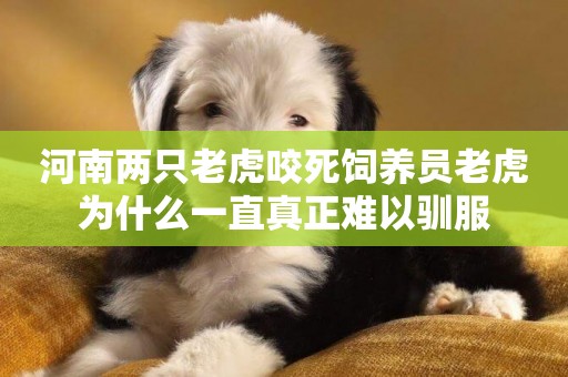 河南兩只老虎咬死飼養員老虎為什么一直真正難以馴服
