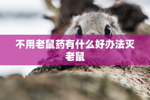 不用老鼠藥有什么好辦法滅老鼠