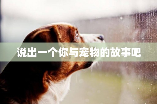 說出一個你與寵物的故事吧
