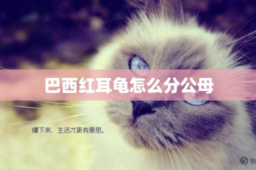 巴西紅耳龜怎么分公母