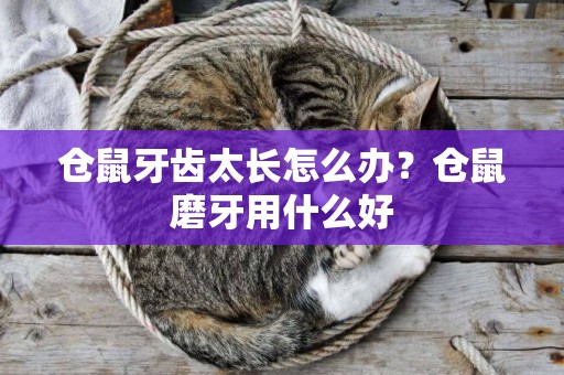 倉鼠牙齒太長怎么辦？倉鼠磨牙用什么好