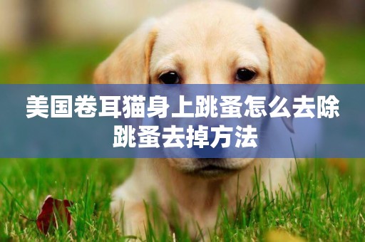 美國卷耳貓身上跳蚤怎么去除 跳蚤去掉方法